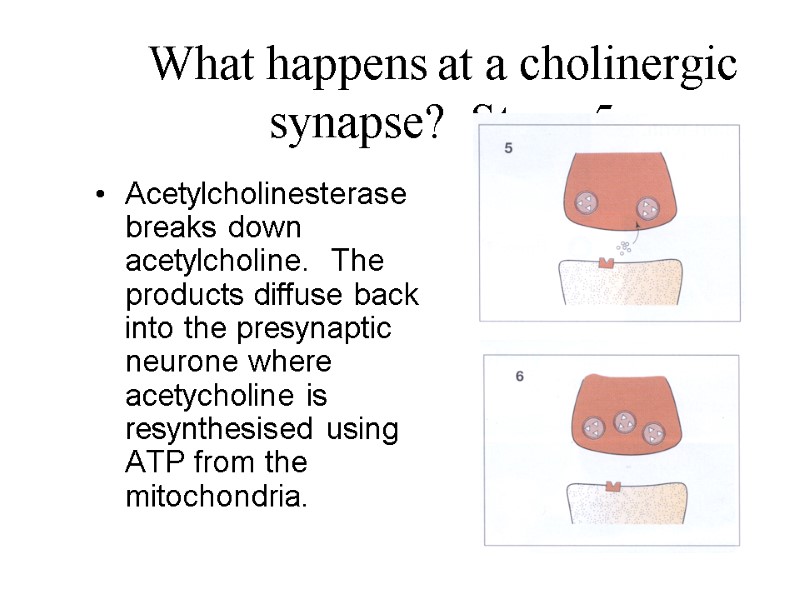 What happens at a cholinergic synapse?  Stage 5 Acetylcholinesterase breaks down acetylcholine. 